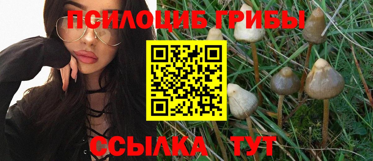 Звенигород  Псилоцибиновые грибы мицелий  Вход с VPN  Псилоцибиновые грибы Psilocybe 